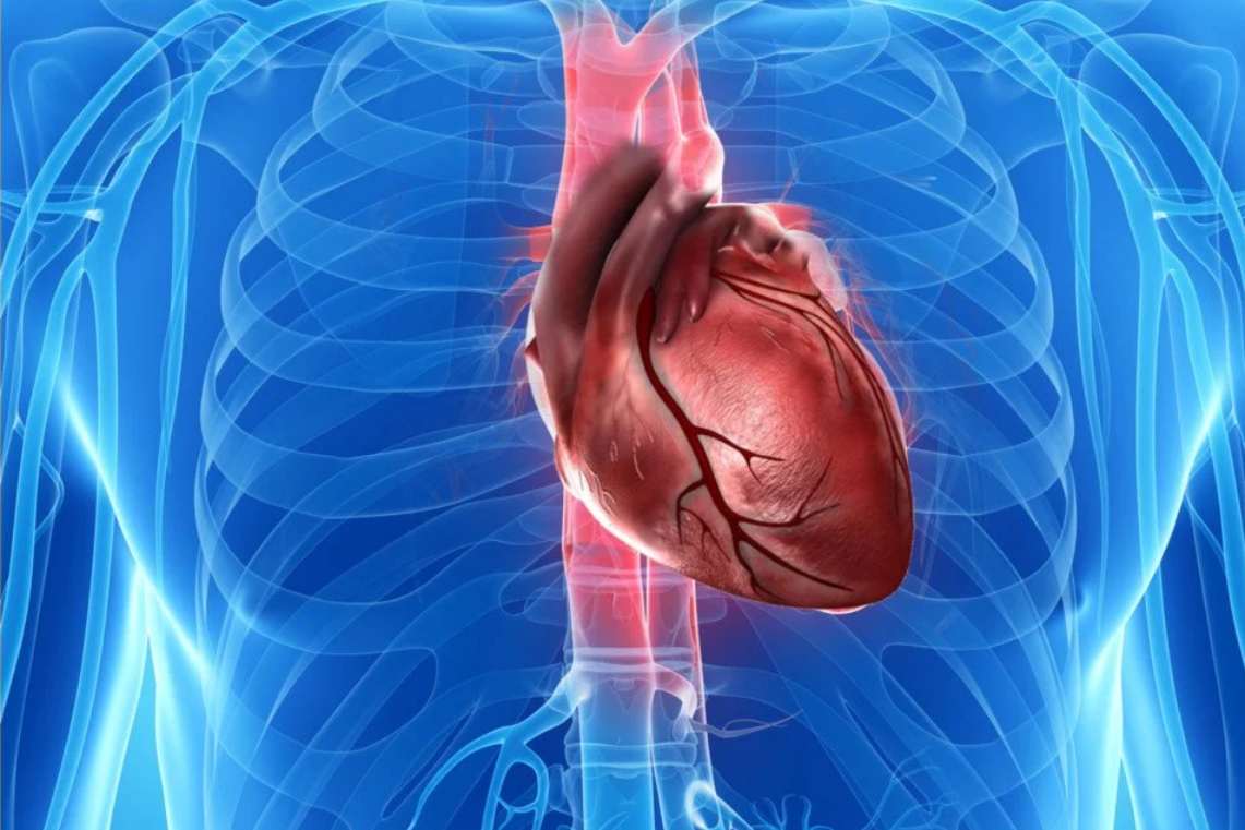 قلب عضوی که کمتر دچار سرطان می‌شود